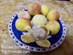 Image result for Sclerocarya birrea