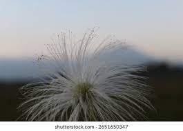 Image result for Fabaceae subfamily Caesalpinioideae