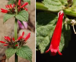 Image result for Russelia sarmentosa