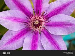 Pink and white striped clematis. Purple White Striped Image Photo Free Trial Bigstock