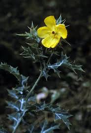 Image result for Argemone mexicana