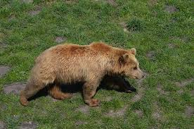 Die Fauna Von Slowenien Infos Zu Braunbaren Wolfe Und Steinbocke In Slowenien