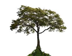 Tree Png Stock Photo 0001 By Annamae22 Wild Flowers Tree Plants
