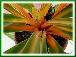 Image result for Chlorophytum Amaniense