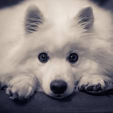 pin on ツ dogs photography of animals