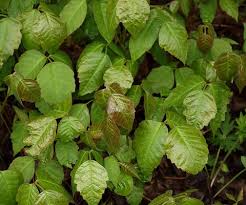 かぶれる植物の種類まとめ 草木かぶれの原因となる植物８種