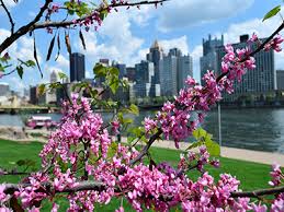 Maybe you would like to learn more about one of these? Pittsburgh Redbud Project Western Pennsylvania Conservancy