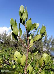 Image result for Afrocanthium pseudorandii