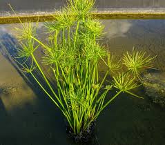 Image result for Cyperus sp.no.2