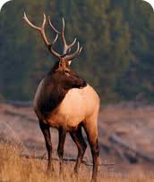 Jul 25, 2021 · discover elk county. Elk Country Visitor Center Elk Country Visitor Center