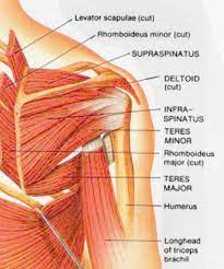 Thought consistent with impingement syndrome. Posterior Shoulder Anatomy Diagram Koibana Info Shoulder Muscle Anatomy Muscle Anatomy Neck And Shoulder Muscles