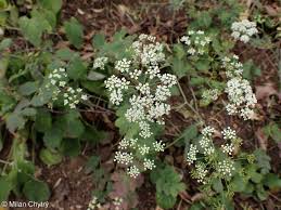 Image result for Pimpinella robynsii