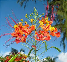 Analyze suspicious files and urls to detect types of malware, automatically share them with the security community Pride Of Barbados National Flower Barbados Org