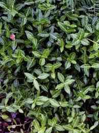 Sans autre entretien que celui d'une taille en juin (rabattage au tiers de la plante)… et pour la consommation, il est l'arbuste rampant à adopter dans. Fusain Tapissant Tustin Euonymus Fortunei Le Jardin Du Pic Vert