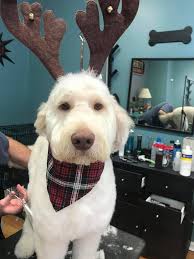 Happy New Year from Sophie, Brody, and Lucy!