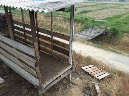 Ini kerana kos menyewa tanah yang murah(rm100/ekar setahun) memberikan kelebihan untuk projek ini berdaya maju. Bayuternak Ternakan Kambing Secara Kecil Kecilan