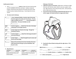 Image result for Cardiovascular Worksheets