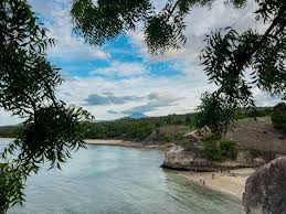 Image result for Kirkia acuminata