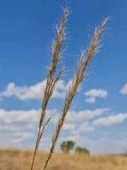Image result for Aristida stenostachya