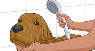 The virus is common in puppies. How To Tell If Your Dog Has Parvo 11 Steps With Pictures