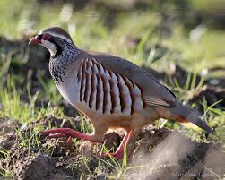 Image result for Alectoris rufa