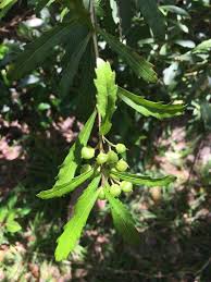 Image result for Plerandra