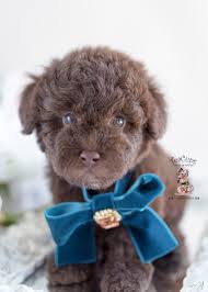 In fact, the king was so smitten with the toy poodle that the breed unofficially became france's national dog. Chocolate Poodle Breeder Fl Teacup Puppies Boutique
