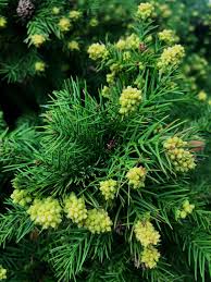 Image result for Cryptomeria