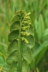 Image result for Ophioglossaceae