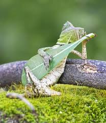 Cool Lizardhttps I Redd It Isc3rn03w5031 Png Animals Beautiful Funny Animal Pictures Lizard