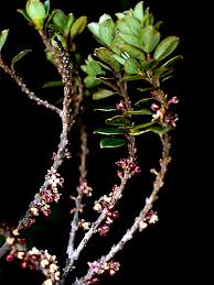 Image result for Myrsine