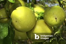 Image result for Citrus maxima
