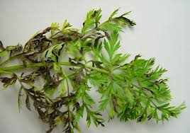 Image result for آلترناریا قارچ هویج