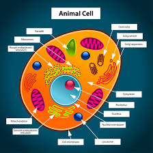 Yes plants have a cell wall and a cell membrane but animals dont have a cell wall they only have a cell membrane asked in human anatomy and physiology draw structure of human cell and label. Animal Cell Free Printable To Label Color Kidcourses Com