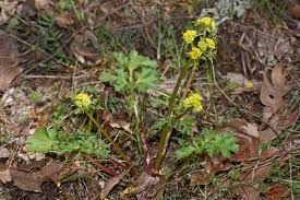 Image result for Sanicula