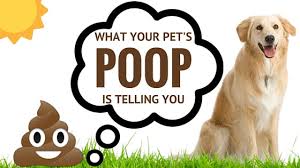 As a last recommendation, if he is an adult, you should also go to a veterinarian before doing it on your own. Get The Scoop What Your Pet S Poop Is Telling You
