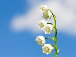 Voici un groupe pour se distraire, déconner, rigoler, etc. Comment Envoyer Un Brin De Muguet Virtuel Pour Le 1er Mai Femme Actuelle Le Mag