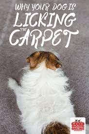 Why Does My Dog Lick The Carpet 4 Reasons Why How To Stop It Good Doggies Online Good Doggies Online Why Do Dogs Lick Your Dog