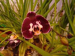 This Orchid Plant Was For Sale At Kroger At The Corner Of Memorial And Columbia In Decatur Ga That S Also Called Belvedere Shopp Orchid Plants Orchids Plants
