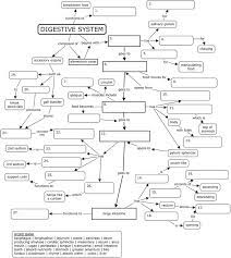 95 Anatomy Ideas Nursing Study Anatomy And Physiology Nursing Notes