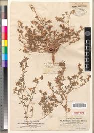 Image result for Crotalaria microcarpa