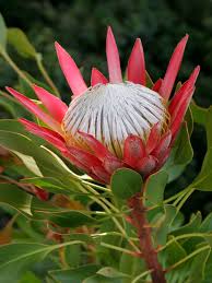 Image result for Protea madiensis