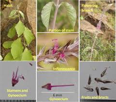 Image result for Achyranthes