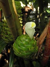 Image result for Costus afer