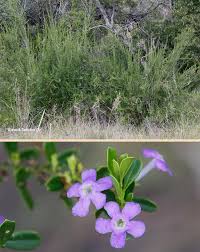 Image result for Freylinia