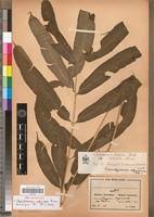 Image result for Coniogramme africana