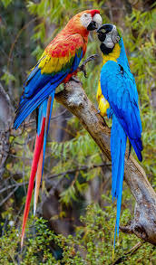 Big Bird With Colorful Feathers Papagaios Splendidi Uccelli Pappagalli Uccelli Da Compagnia