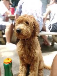 This gal is social as can be she will surely be the talk of the town. Goldendoodle Puppies In Minnesota Mn Top 5 Breeders We Love Doodles
