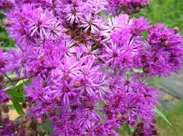Vernonia fasciculata Prairie Ironweed Z 3-7 - Heritage Flower Farm