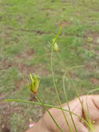 Image result for Abildgaardia ovata